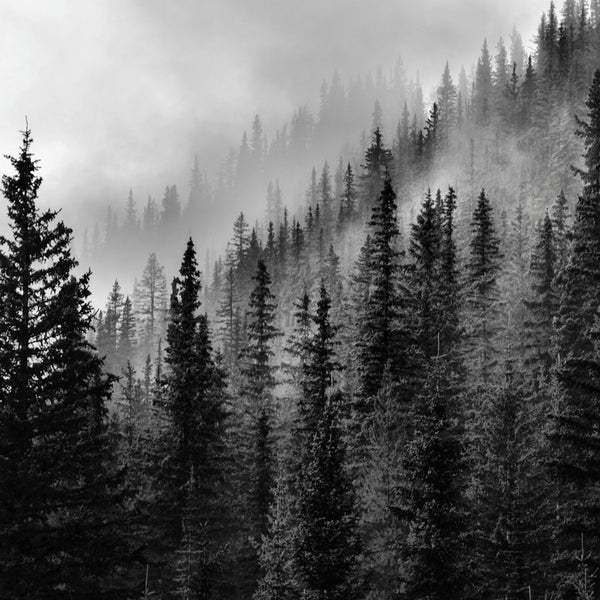 black and white forest wallpaper