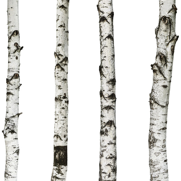 Realistic Birch Trees Set - Wall Decal